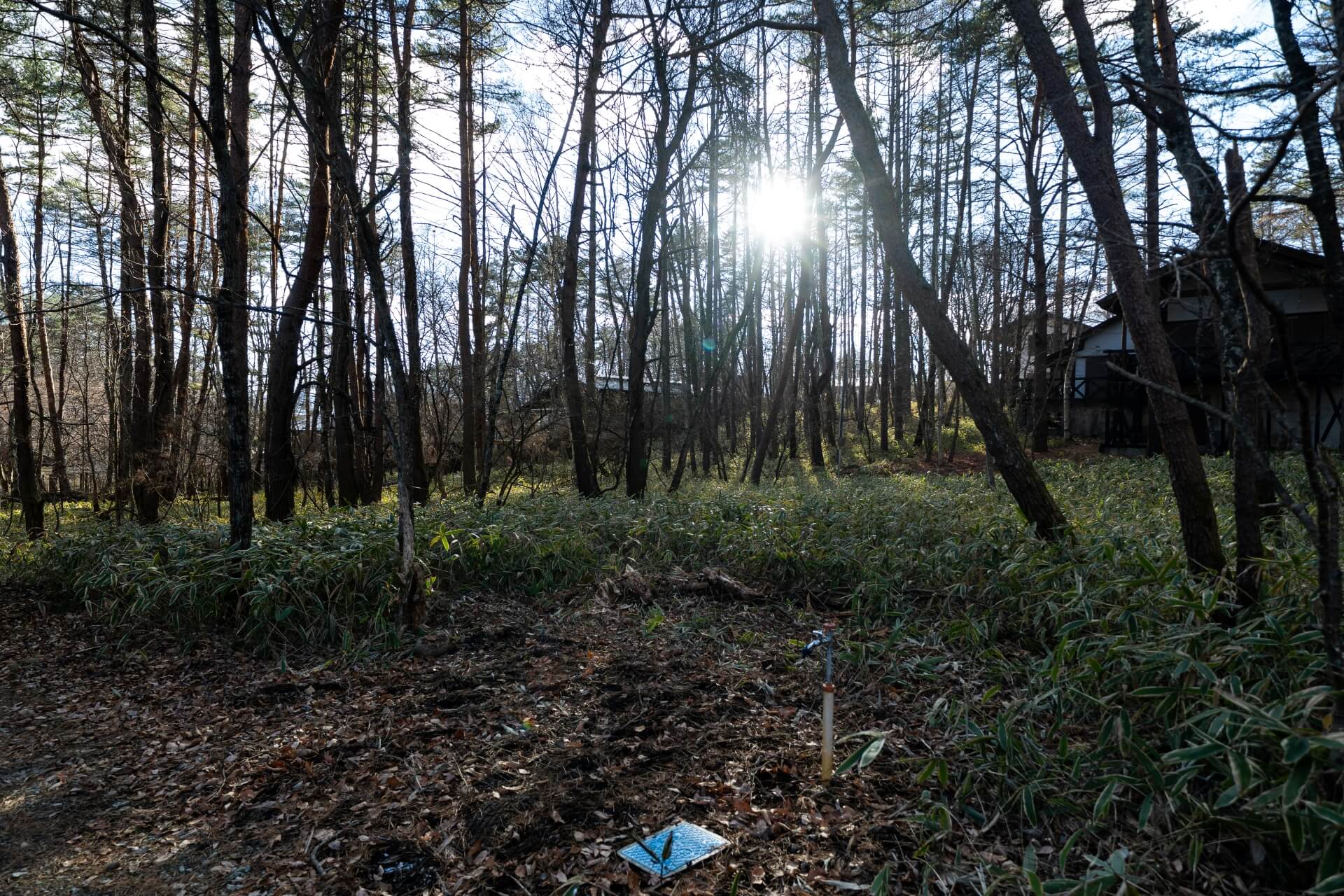 山梨県北杜市の森の中に広がる雑木林と笹の下草、木漏れ日が差し込む自然豊かな敷地風景。