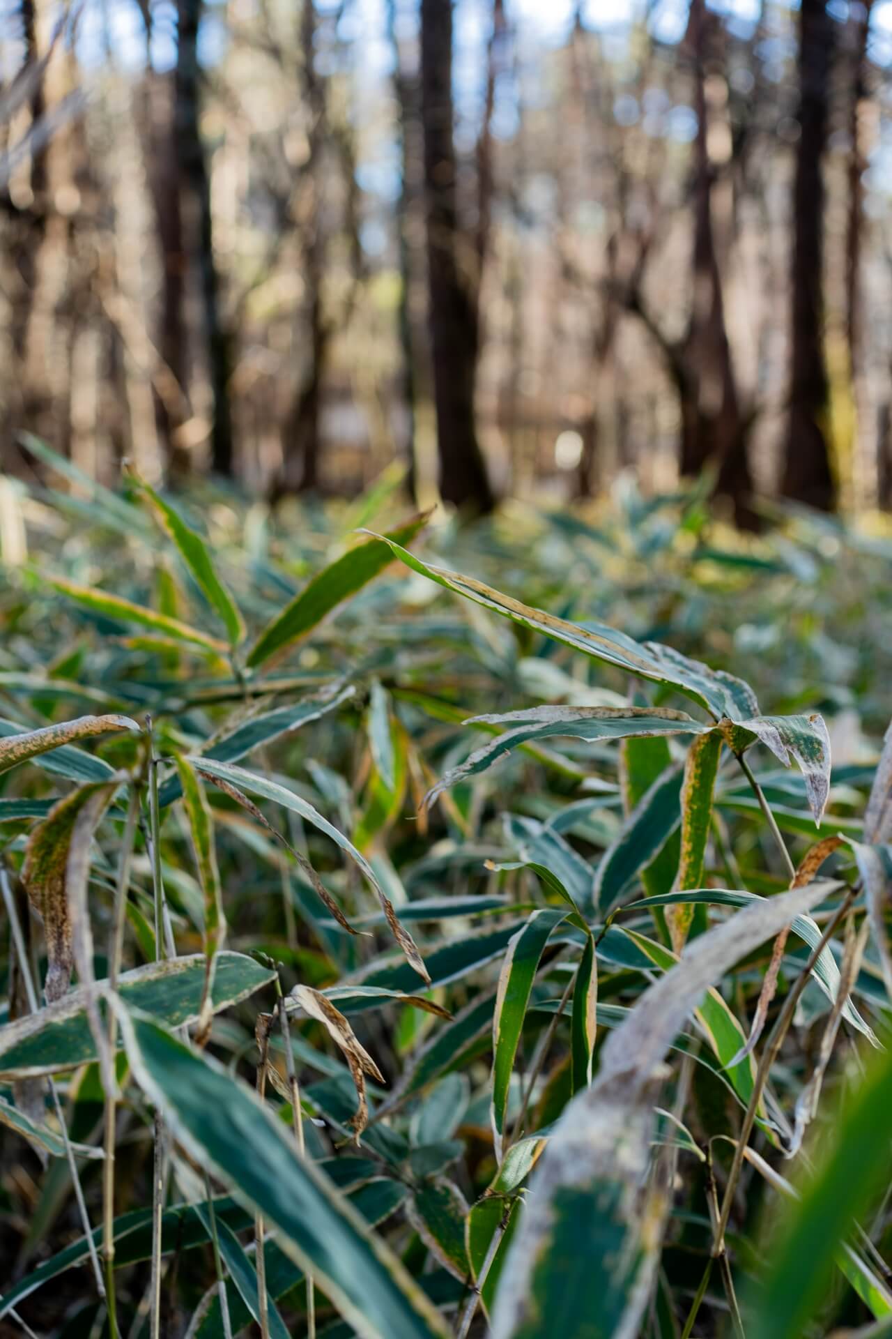 山梨県北杜市の森の中に広がる雑木林と笹の下草、木漏れ日が差し込む自然豊かな敷地風景。